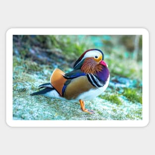 Male Mandarin duck in the UK Sticker